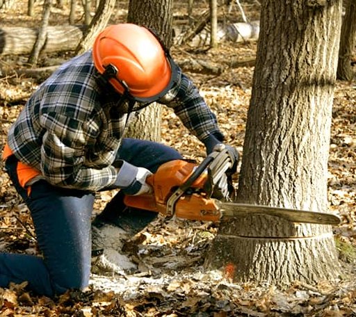 Tree Removal in Luther, MI